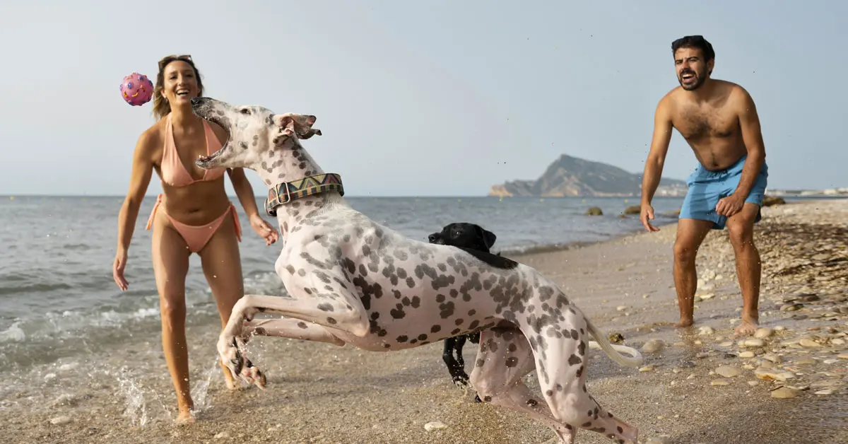 playa-españa-con-perros