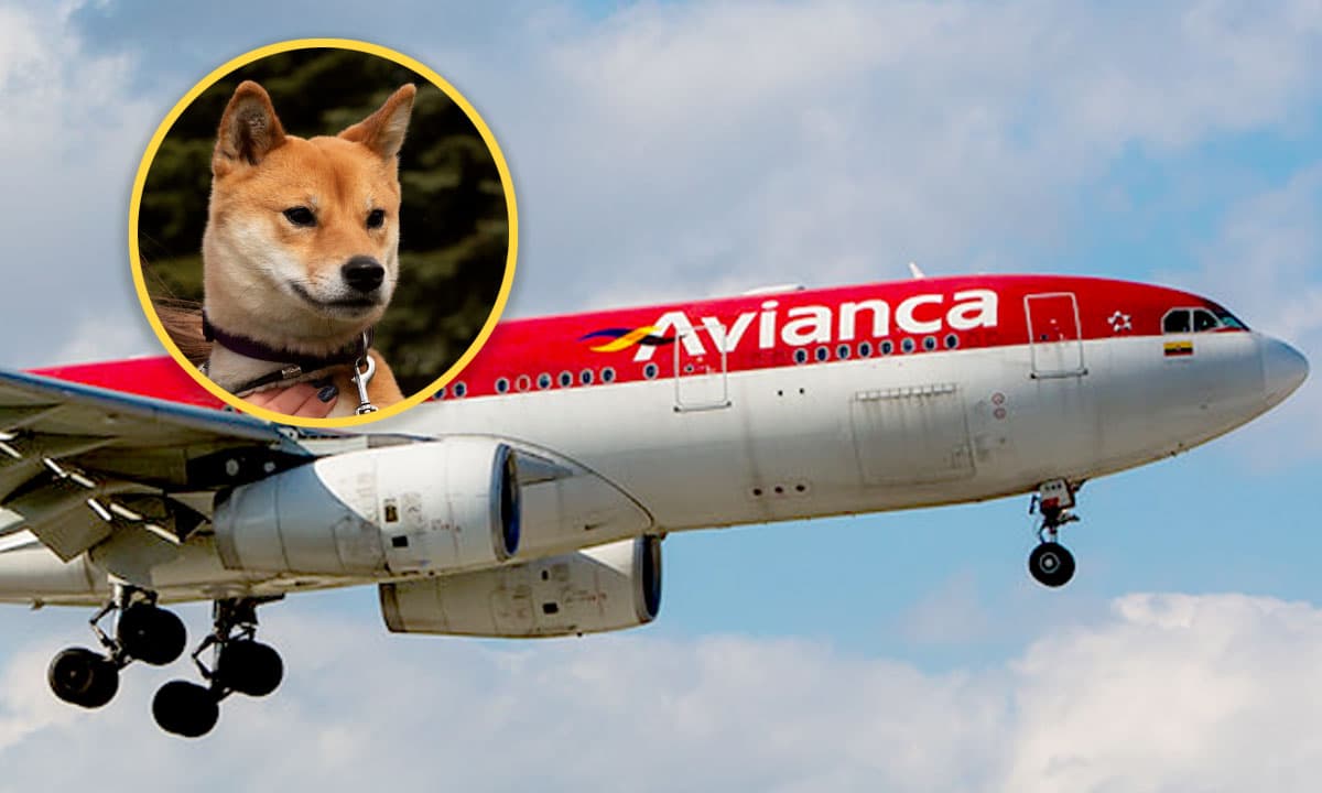 como-viajar-con-perros-en-avianca
